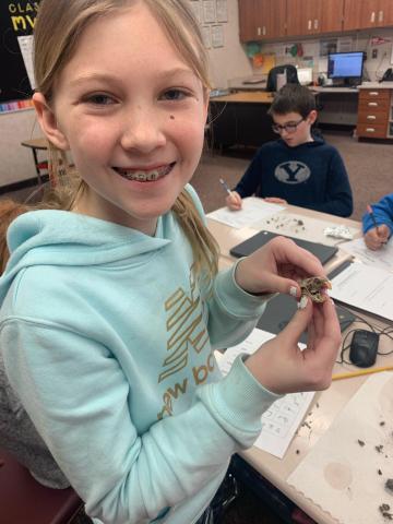 Fifth Graders Dissecting Owl Pellets to learn about food chains.